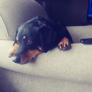 Meet your Posher, Scott